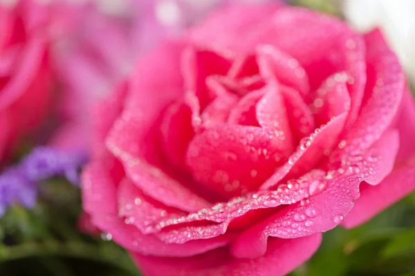 Krásné vlhké růže — Stock fotografie
