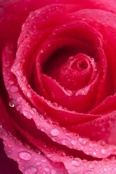 Hermosa rosa rosa con gotitas de agua — Foto de Stock