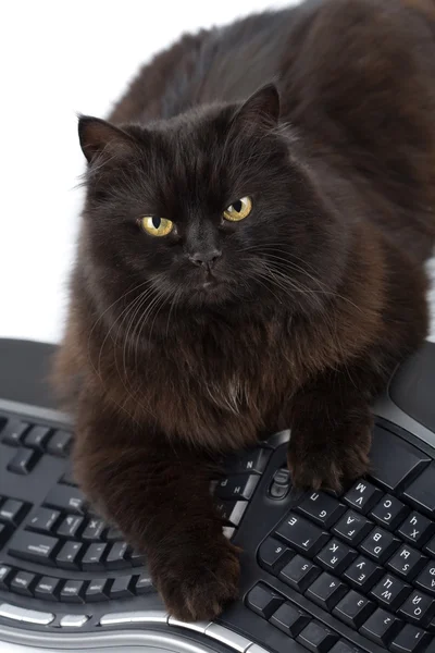 Inteligente gato preto e computador isolado — Fotografia de Stock