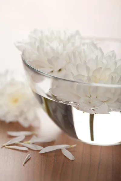 Flores blancas flotando en un tazón. fondo de spa — Foto de Stock