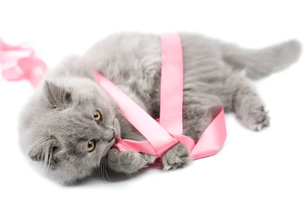 Leuk Britse katje spelen met roze lint geïsoleerd — Stockfoto