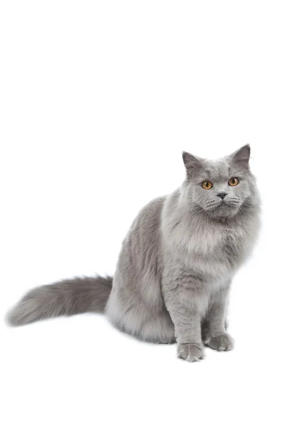 Aranyos brit macska elszigetelt — Stock Fotó