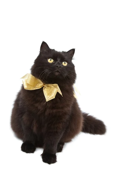 身穿金色蝴蝶结孤立的黑猫 — 图库照片