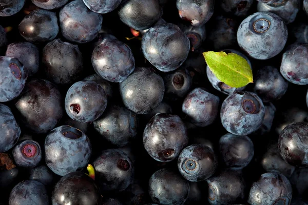 Fresh blueberries background — Stock Photo, Image