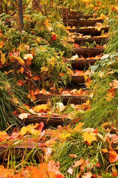 Passos para o outono — Fotografia de Stock