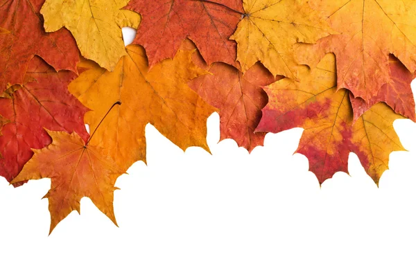 Trockene Herbstblätter isoliert — Stockfoto
