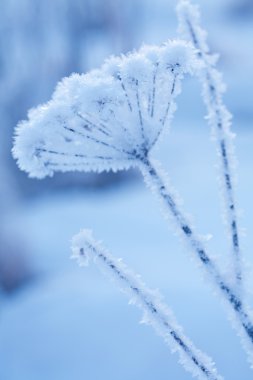 Beautiful frozen winter plant clipart