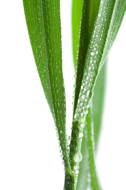 Fresh wet grass isolated clipart