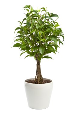 Ficus isolated