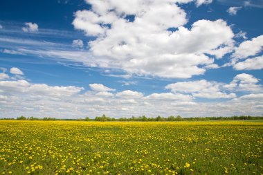 dandelions ve mavi gökyüzü bulutlu