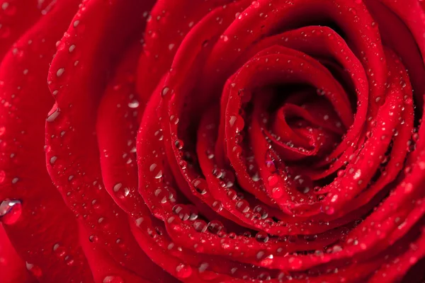 Красивая красная роза с капельками воды — стоковое фото