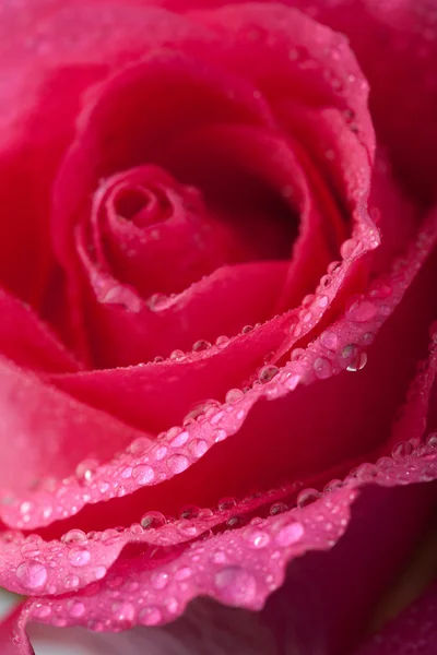 Belle rose rose avec des gouttelettes d'eau — Photo