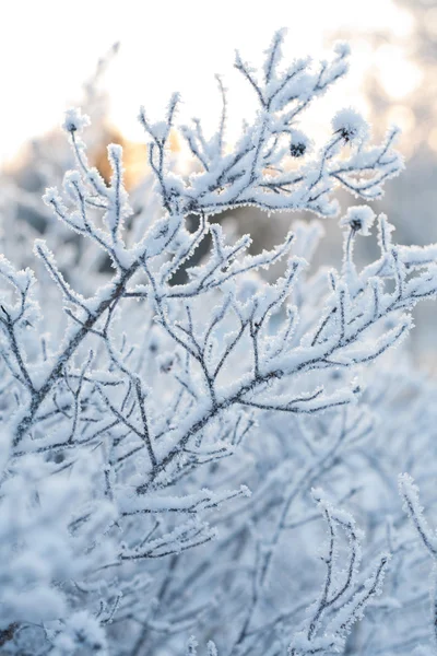 Krásné zmrzlé zimní závod — Stock fotografie