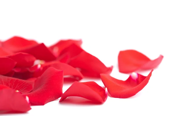 Pétalos de rosa rojos aislados — Foto de Stock