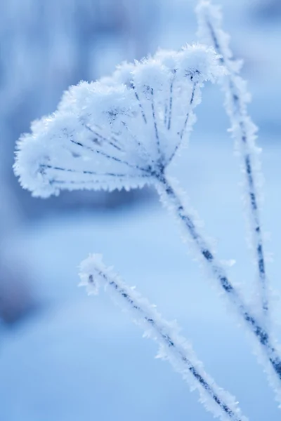 Vackra frysta vinter växter — Stockfoto