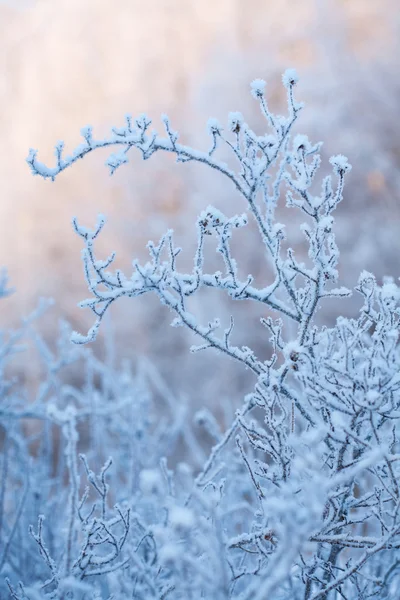 Arbusto de inverno congelado bonito — Fotografia de Stock