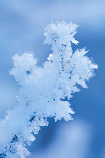 美しい凍結する冬の植物 — ストック写真
