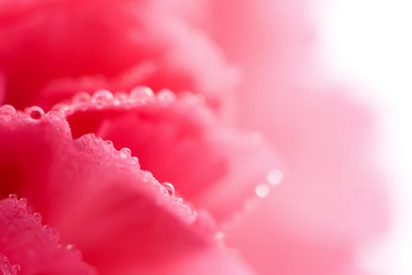 Macro de flor de clavel rosa con gotitas de agua —  Fotos de Stock