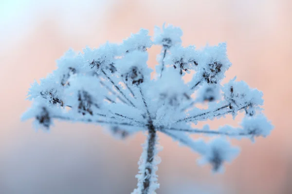 Bonita planta congelada inverno — Fotografia de Stock