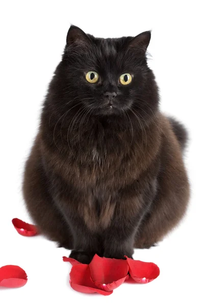 Симпатичная чёрная кошка сидит в изолированных лепестках роз — стоковое фото
