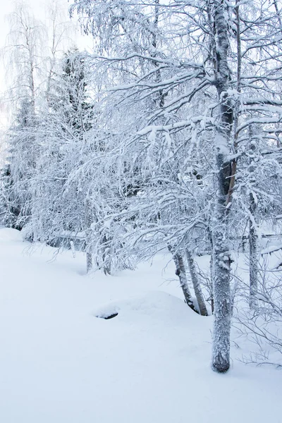 Nevado paisaje de invierno —  Fotos de Stock