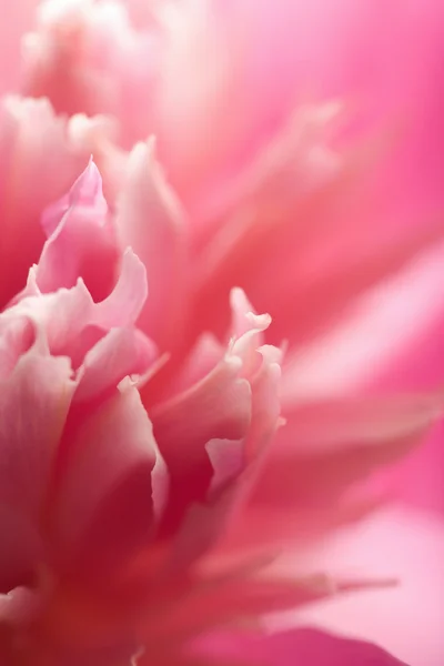 抽象粉红牡丹花卉 — 图库照片