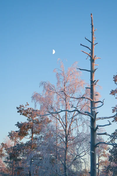 Snowy winter landscape with moon — Stock Photo, Image