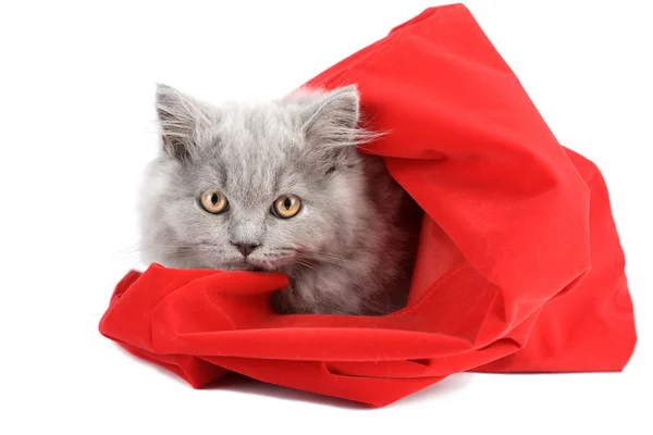 Kitten in rode zak geïsoleerd — Stockfoto