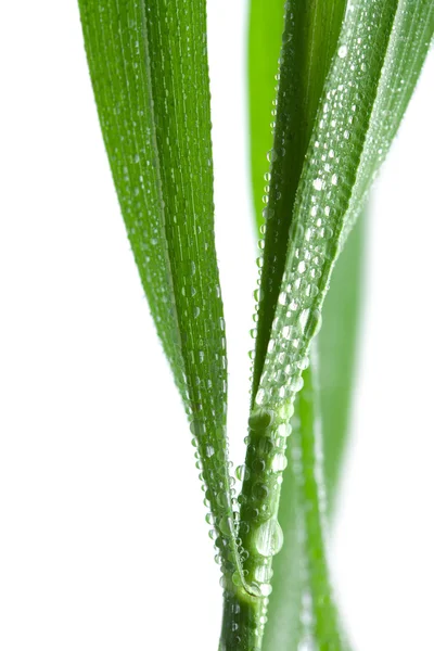 Fresh wet grass isolated — Stock Photo, Image
