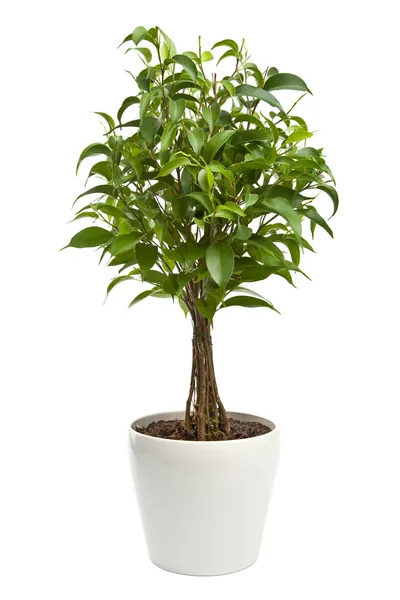 Ficus isolated — Stock Photo, Image