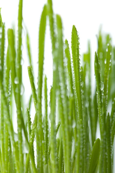 Fresh wet grass background isolated — Stock Photo, Image