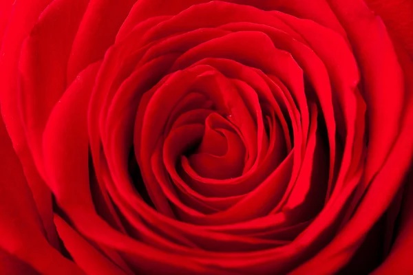 美丽的红玫瑰背景 — 图库照片