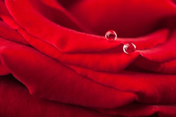 Belle rose rouge avec des gouttelettes d'eau — Photo