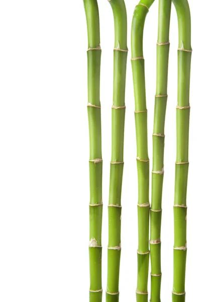 Fundo de bambu isolado — Fotografia de Stock