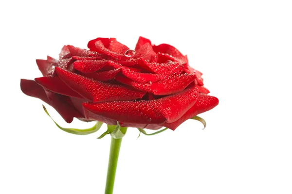 Красивая красная роза с каплями воды изолированы — стоковое фото