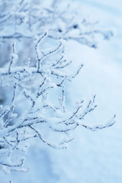 Bonitas plantas congeladas de inverno — Fotografia de Stock
