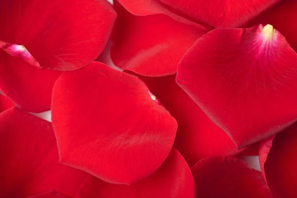 红玫瑰花瓣背景 — 图库照片