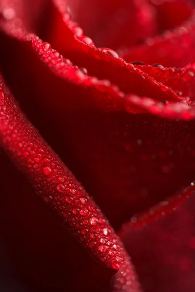 Hermosa rosa roja con gotitas de agua (DOF poco profundo ) — Foto de Stock