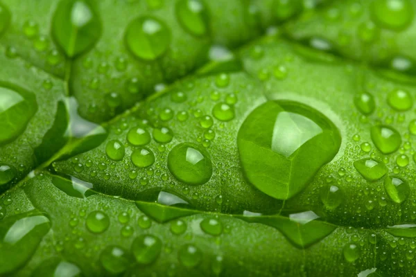 Fresh leaf with water droplets — Stock Photo, Image