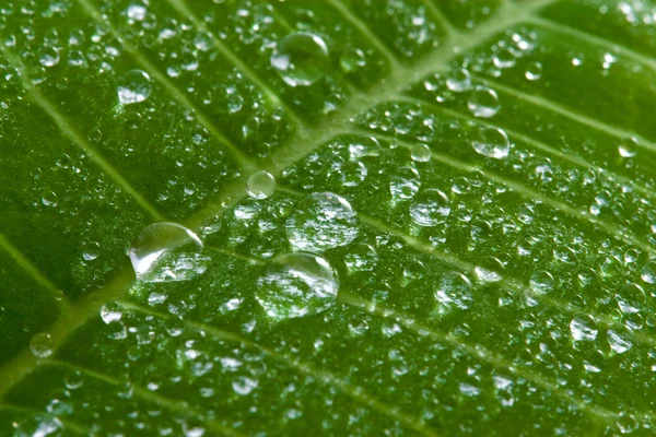 Textura da folha com gotas de água — Fotografia de Stock