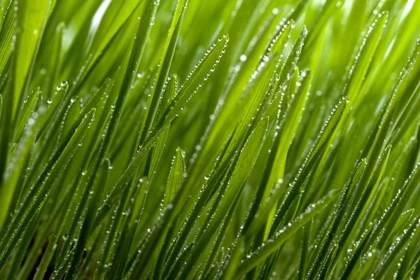Groen gras met dauw — Stockfoto
