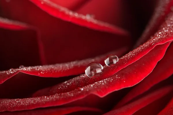 Дві краплі води на червоній троянді — стокове фото