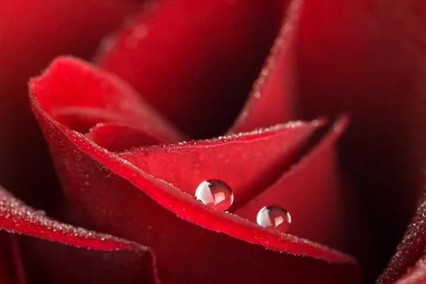 Rosa roja con rocío —  Fotos de Stock