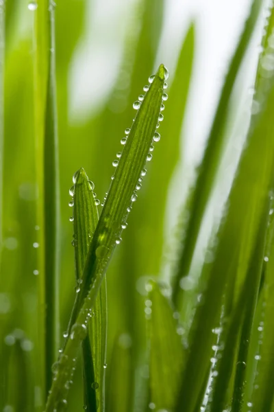 Свіжа трава з росою — стокове фото
