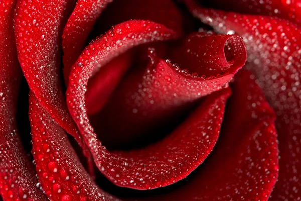 Макрос зі свіжої троянди — стокове фото