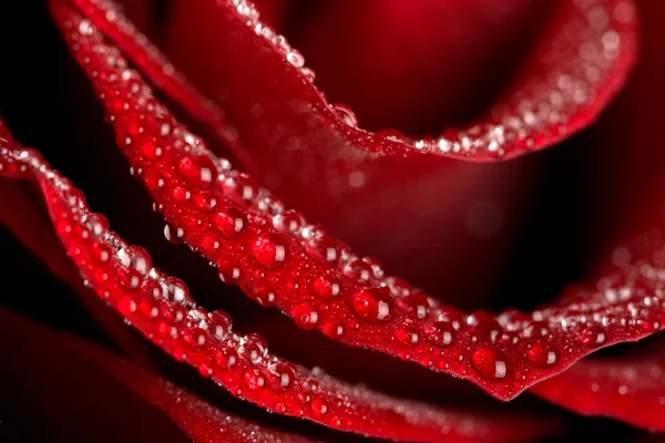 Macro of rose with water drops — Stock Photo, Image