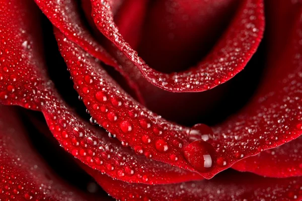Макрос з мокрої троянди — стокове фото