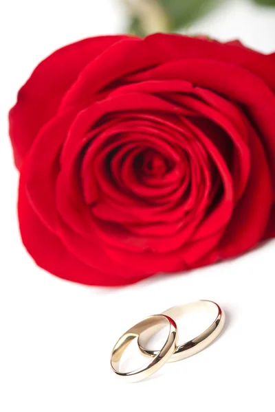 Gouden trouwringen en rode rose geïsoleerd — Stockfoto