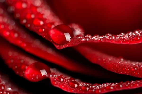 Макро червоної троянди з краплями води — стокове фото