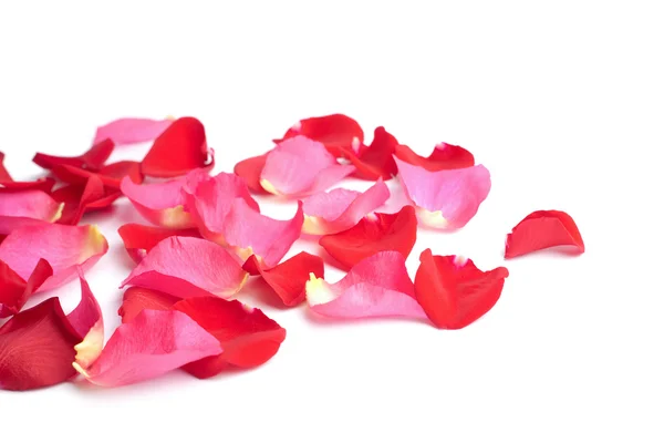 Червоні та рожеві пелюстки троянд ізольовані — стокове фото